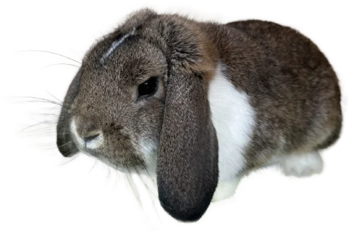 Zakrslý beran strakáč