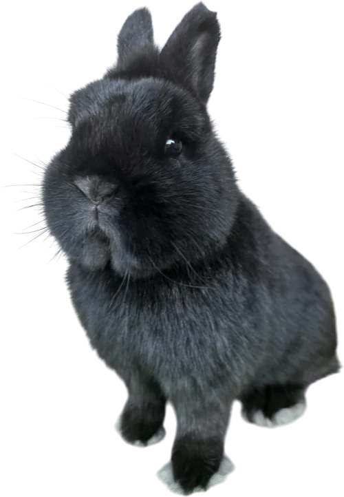 Zakrslý černý