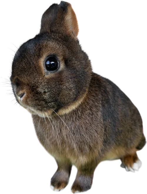 Zakrslý ohnivý