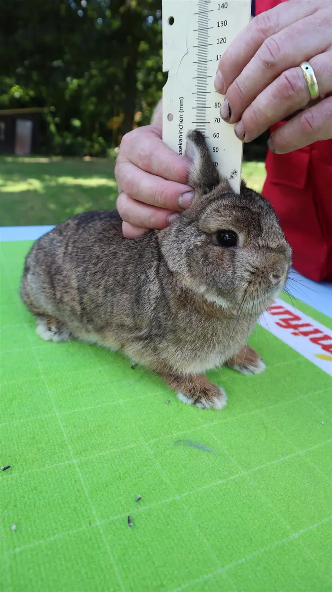 Odborné měření ucha zakrslého králíčka